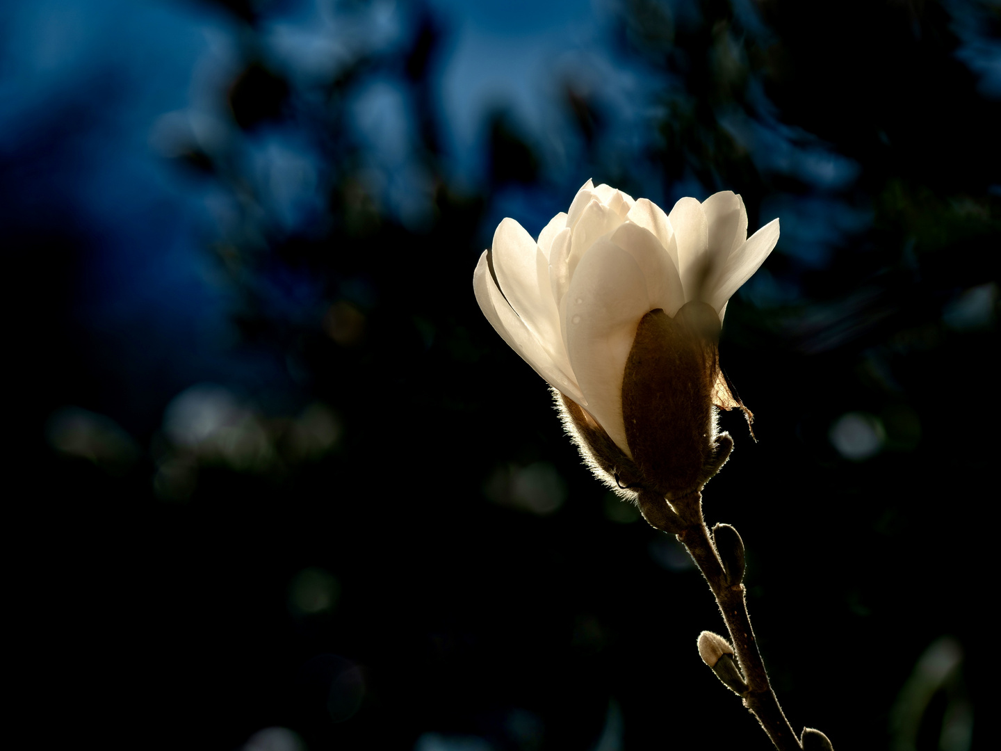 Magnolienblüte 