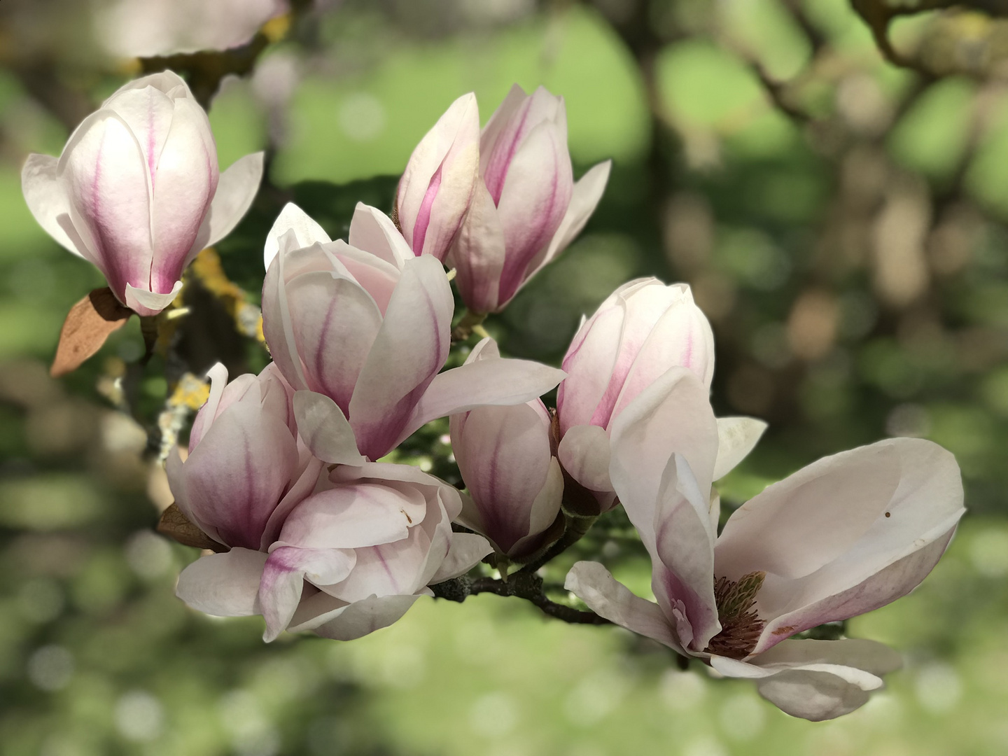 Magnolienblüte