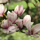 Magnolienblüte