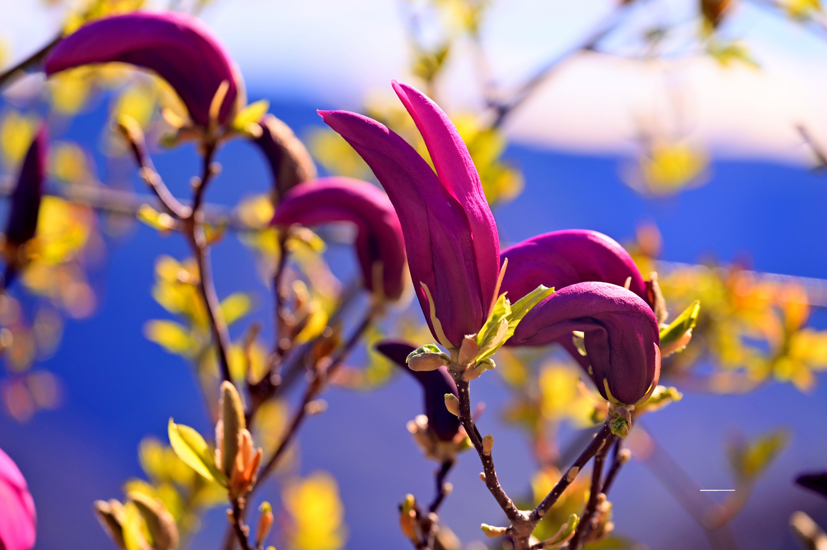 Magnolienblüte