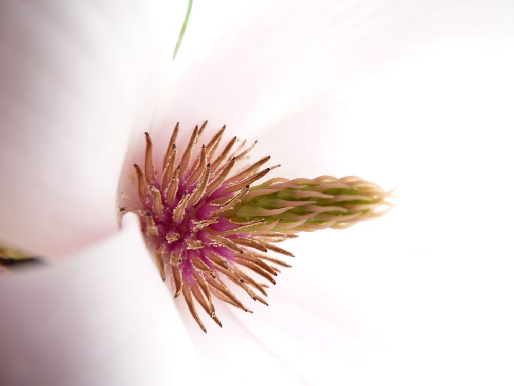 Magnolienblüte by Elken Schlüfter 