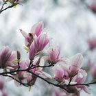 Magnolienblüte