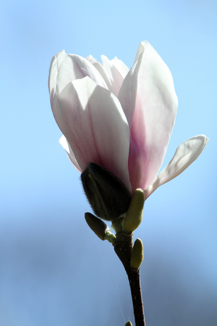 Magnolienbluete