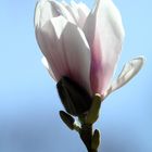 Magnolienbluete