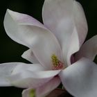 Magnolienblüte