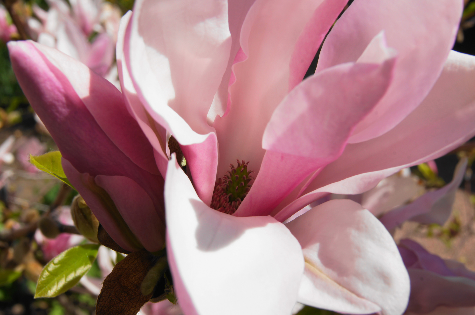 Magnolienblüte