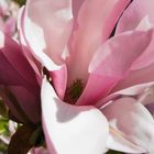 Magnolienblüte