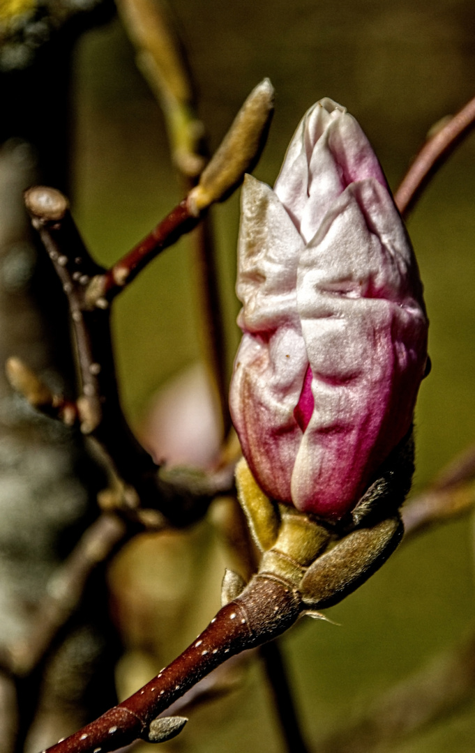 Magnolienblüte 