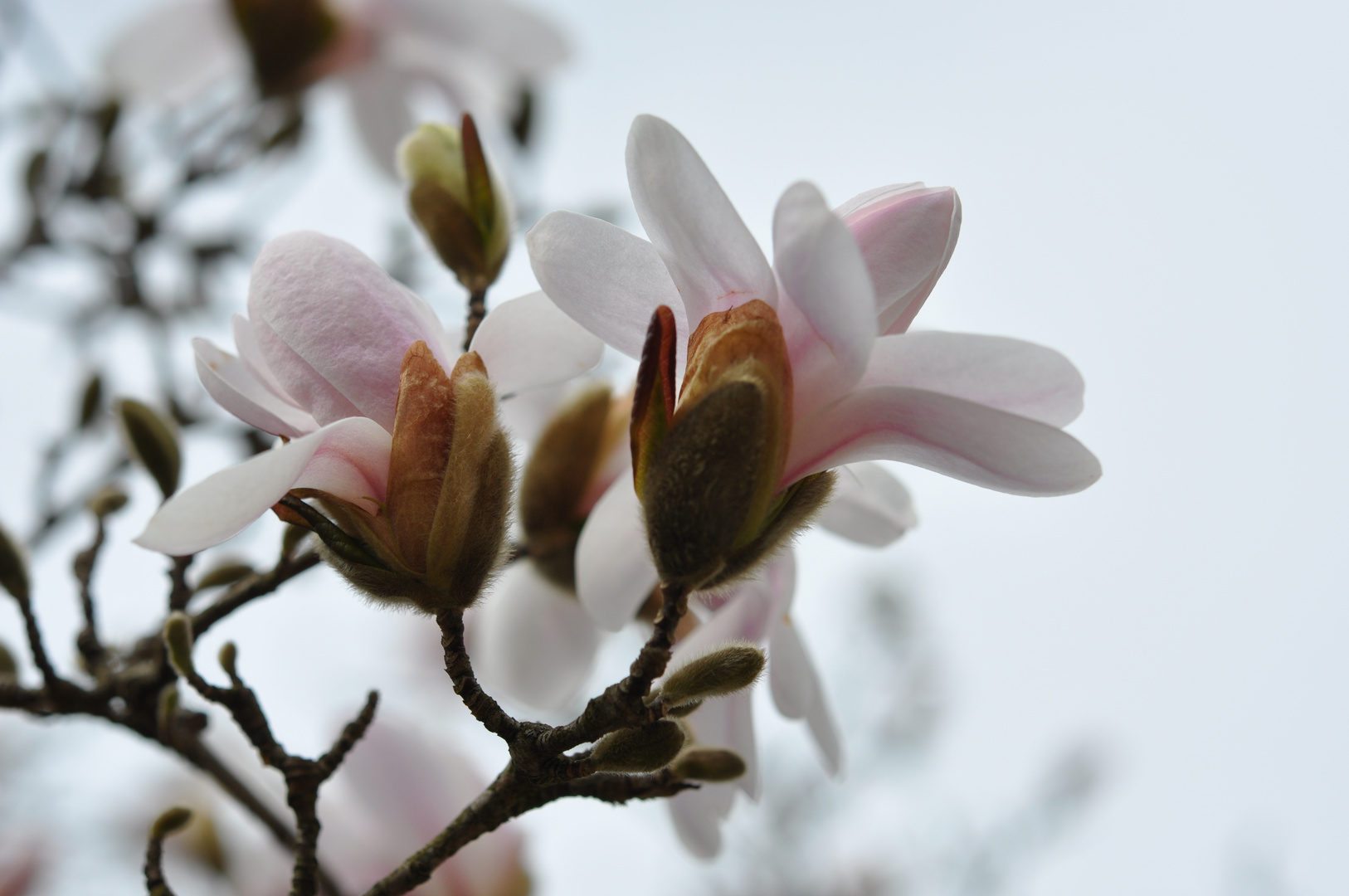 Magnolienblüte