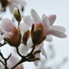 Magnolienblüte