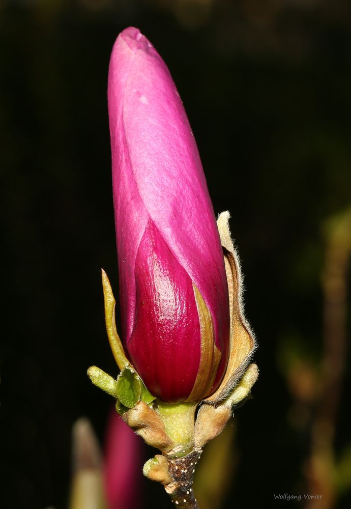 Magnolienblüte