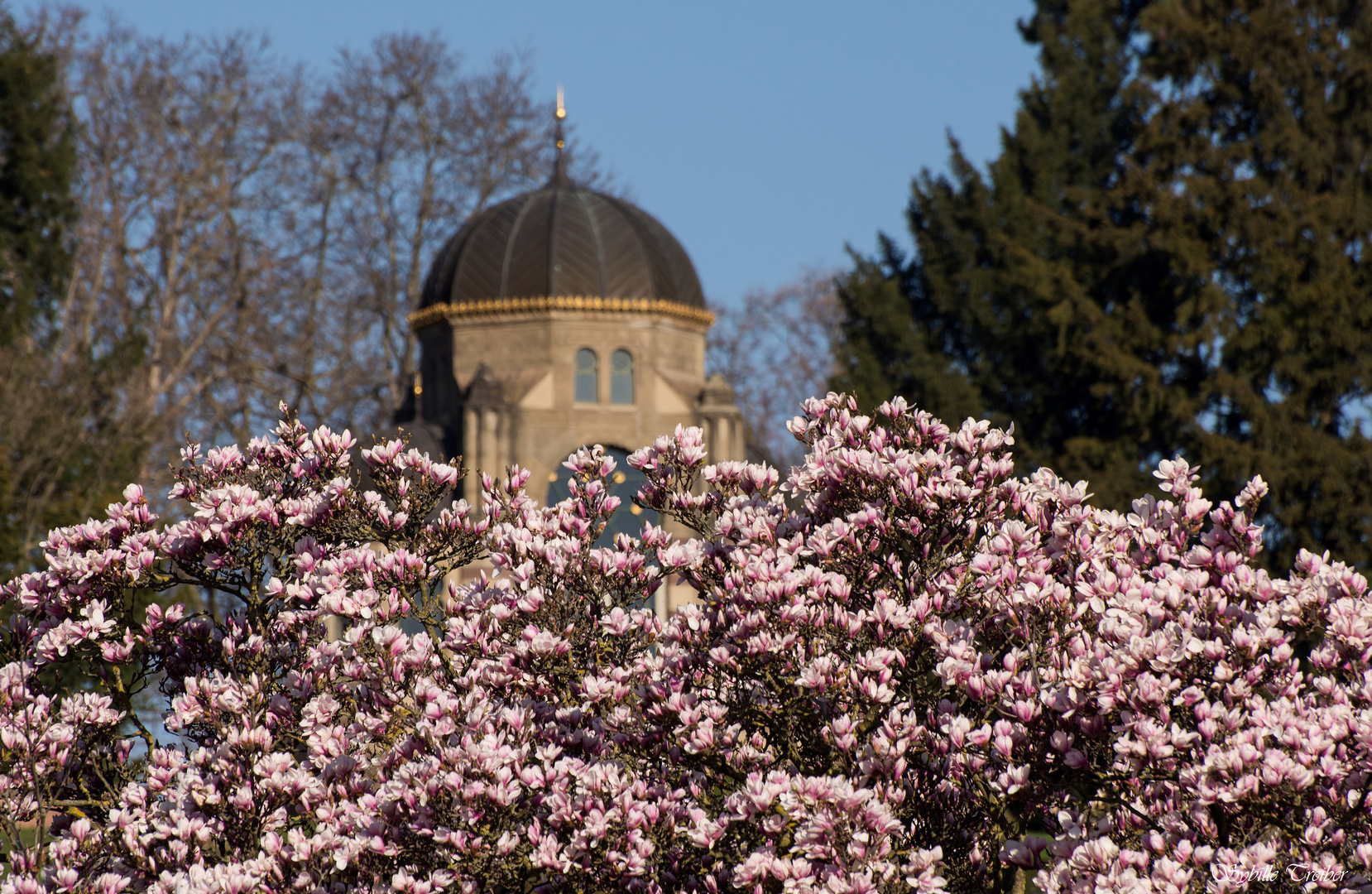 Magnolienblüte