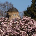 Magnolienblüte