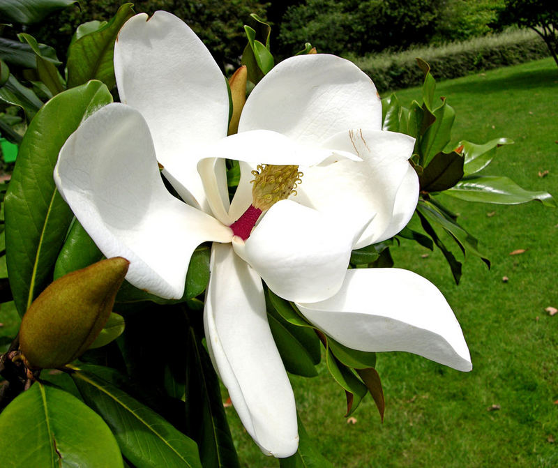 Magnolienblüte