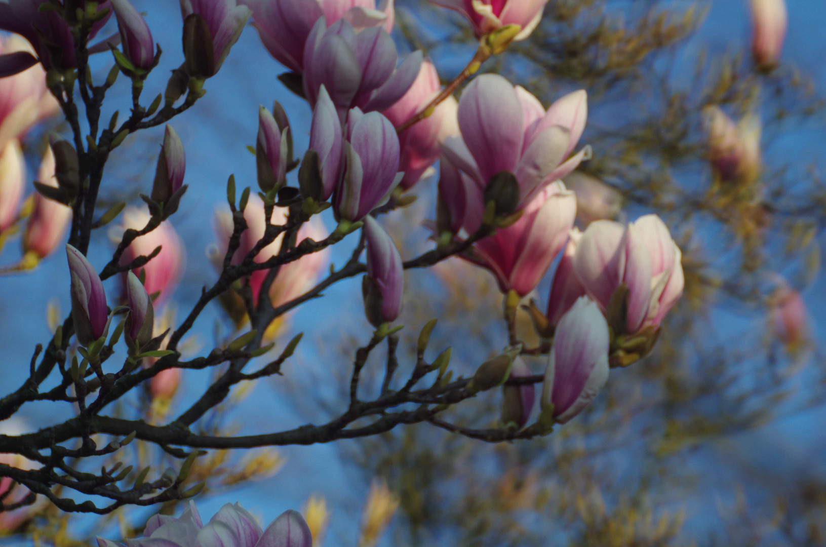 Magnolienblüte