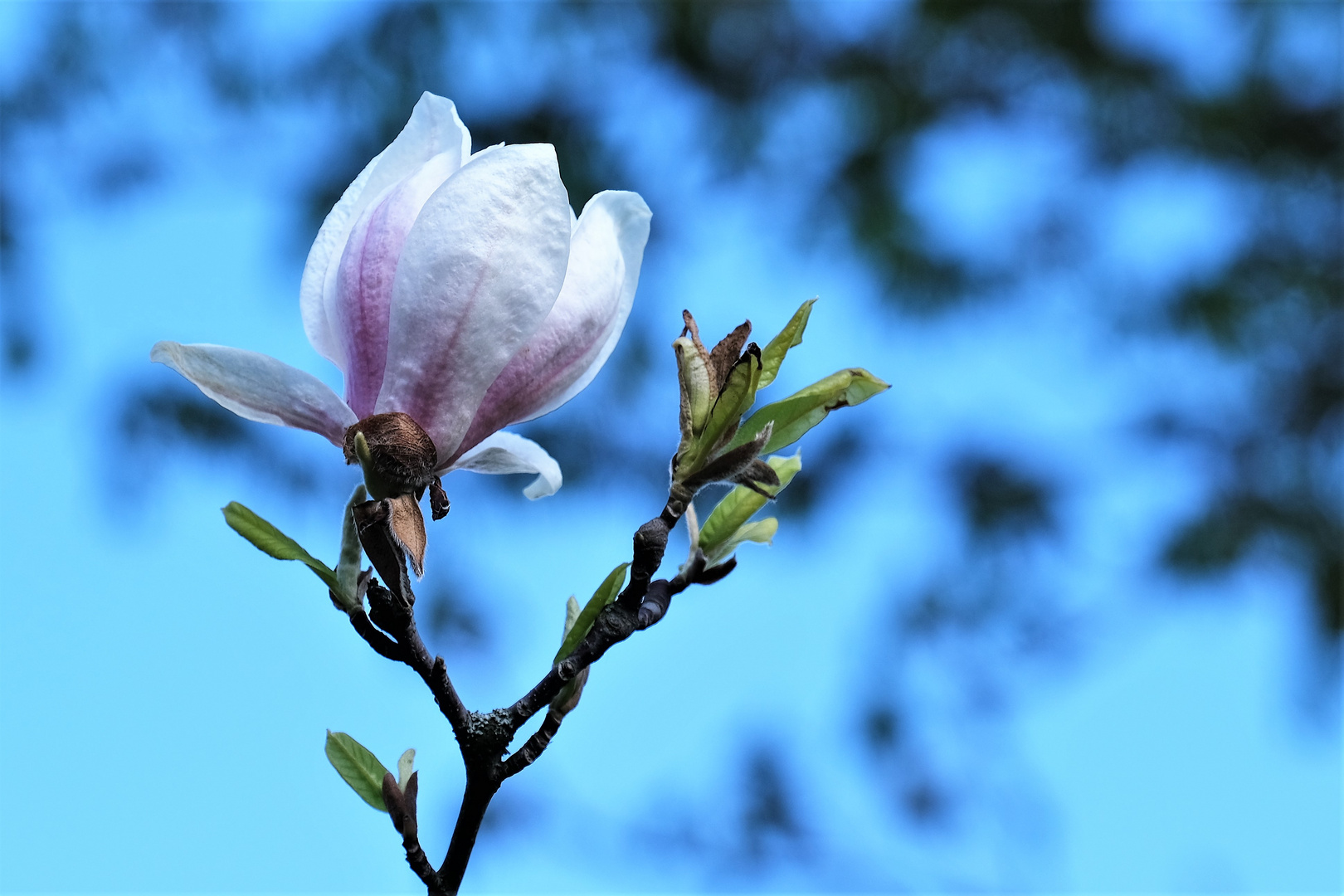 Magnolienblüte