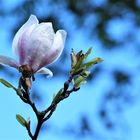 Magnolienblüte