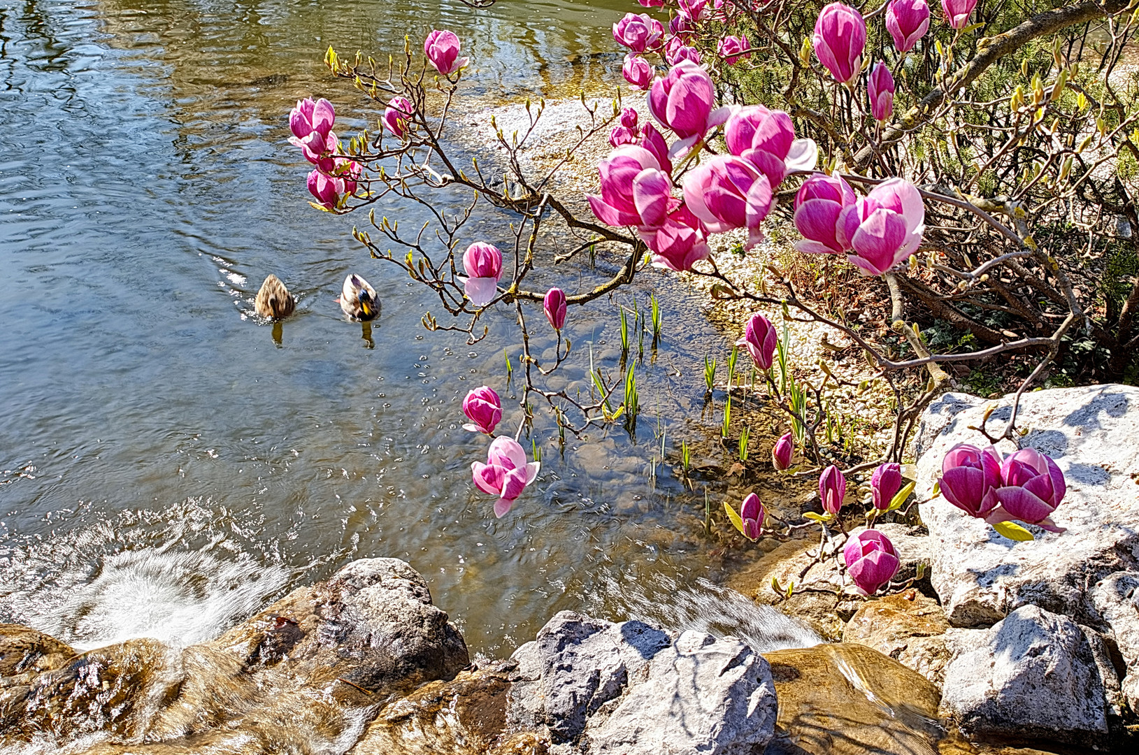 Magnolienblüte