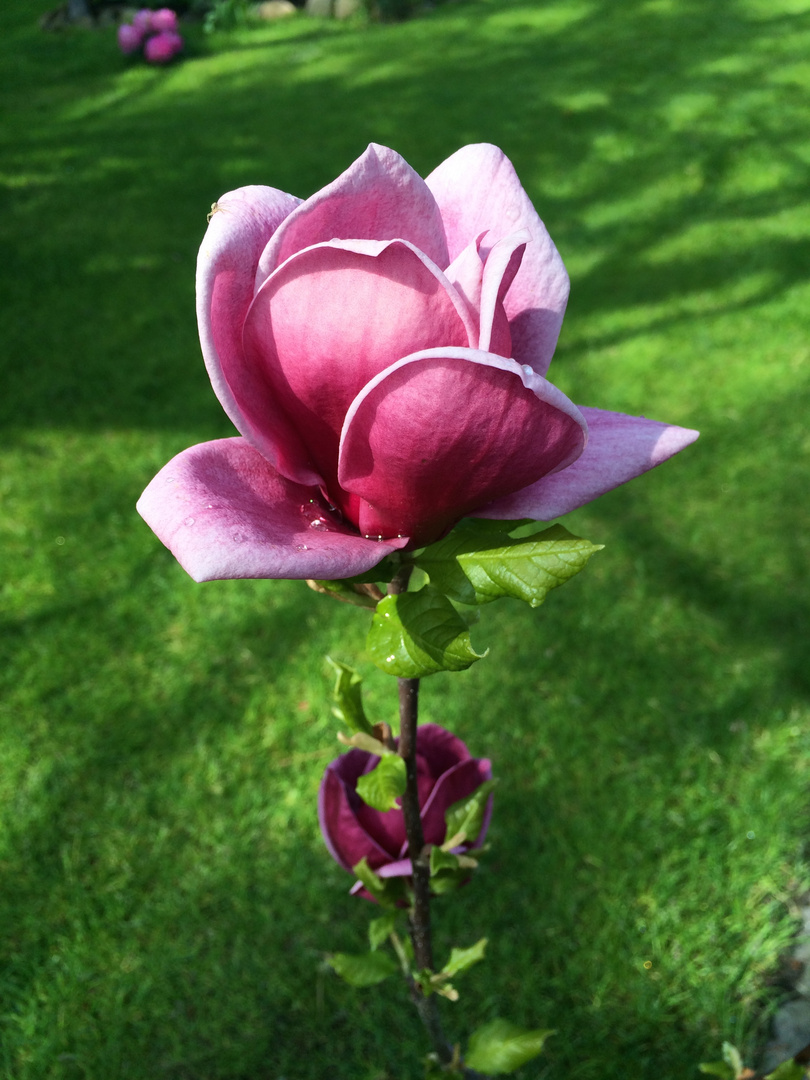 Magnolienblüte