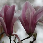 Magnolienblüte