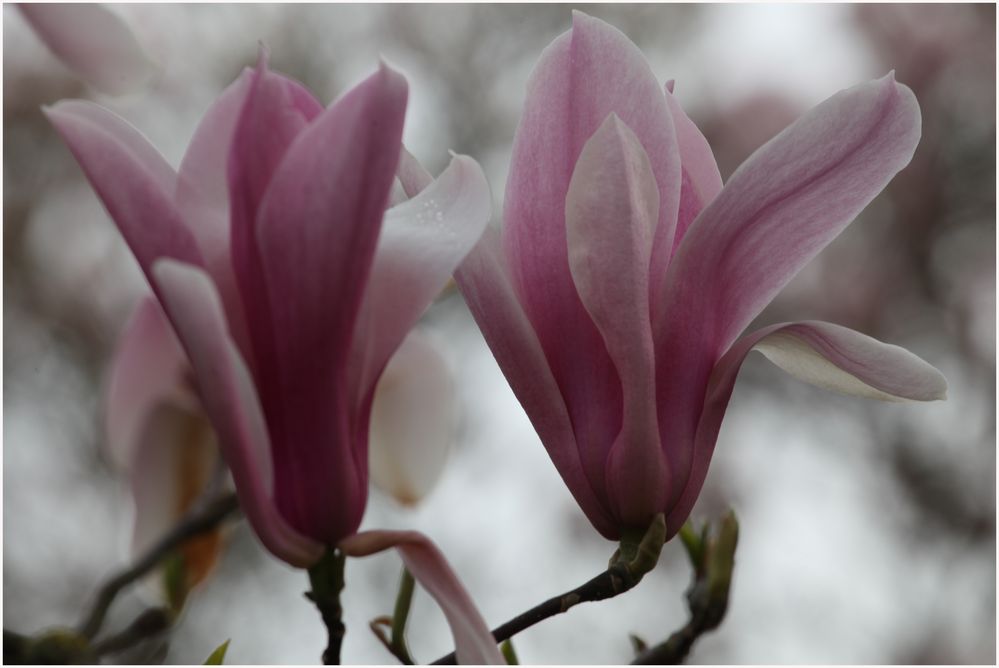 Magnolienblüte