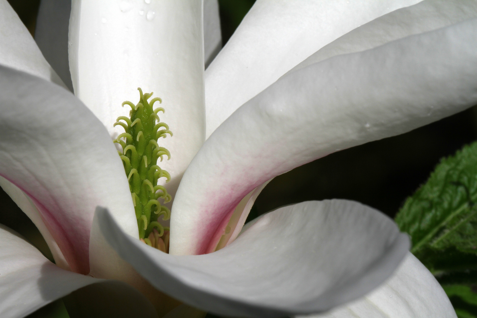 Magnolienblüte