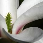 Magnolienblüte