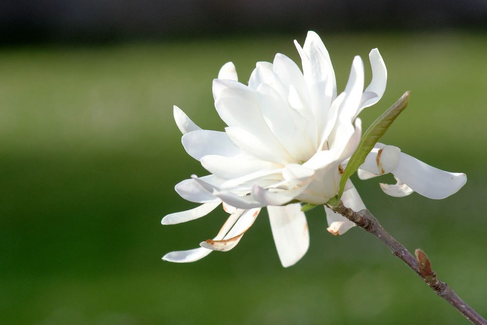 Magnolienblüte