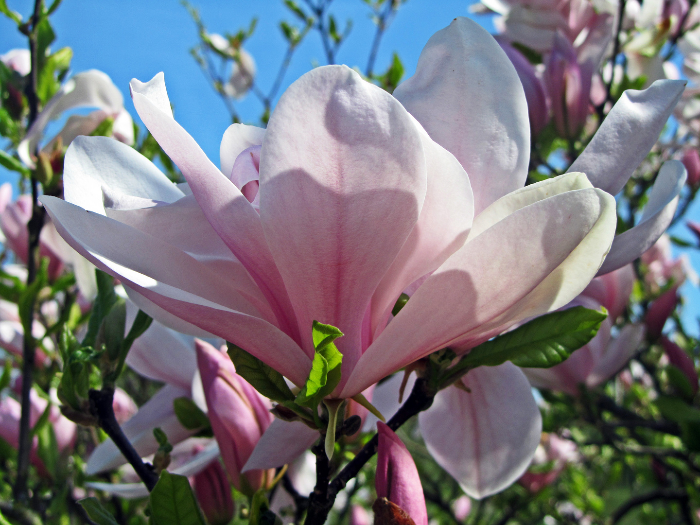 Magnolienblüte