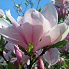 Magnolienblüte