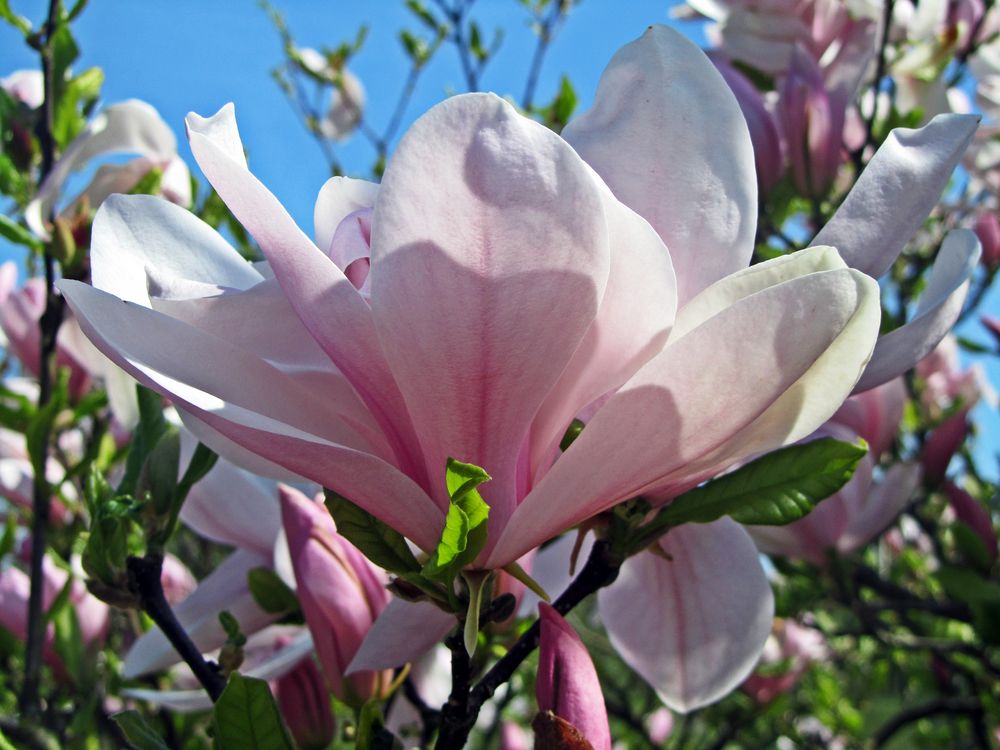 Magnolienblüte by Schipanko