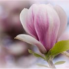 Magnolienblüte