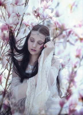 Magnolienblüte