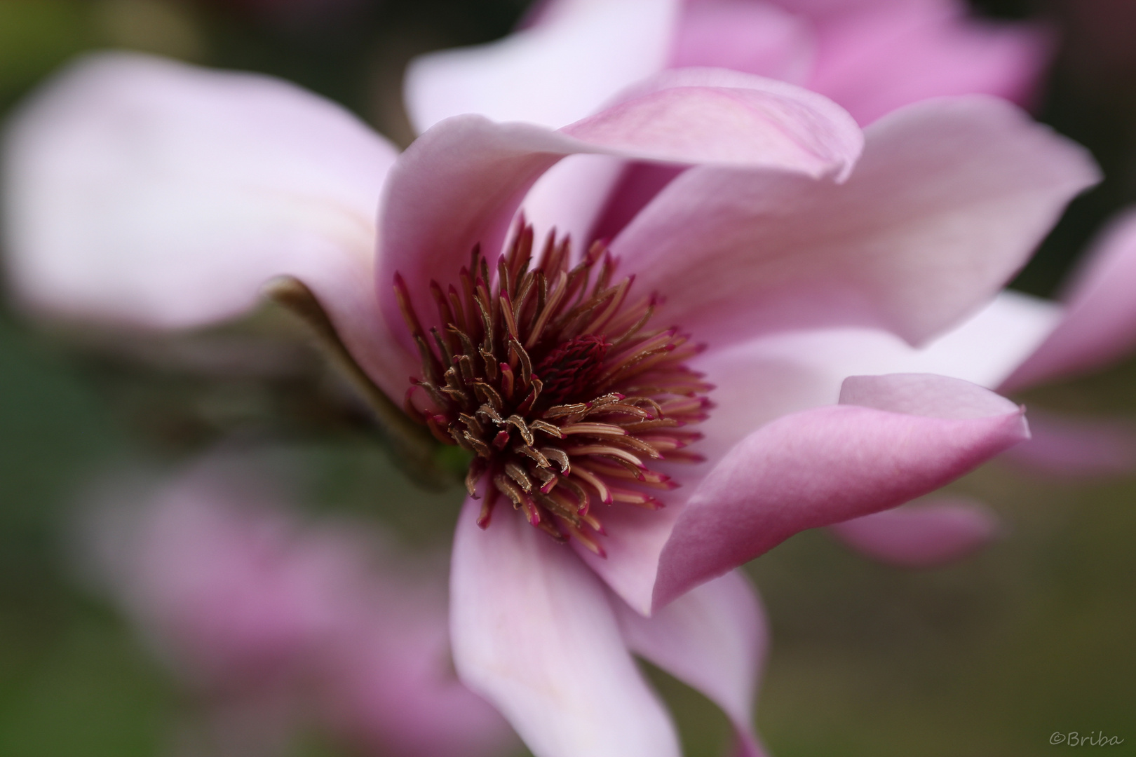 Magnolienblüte