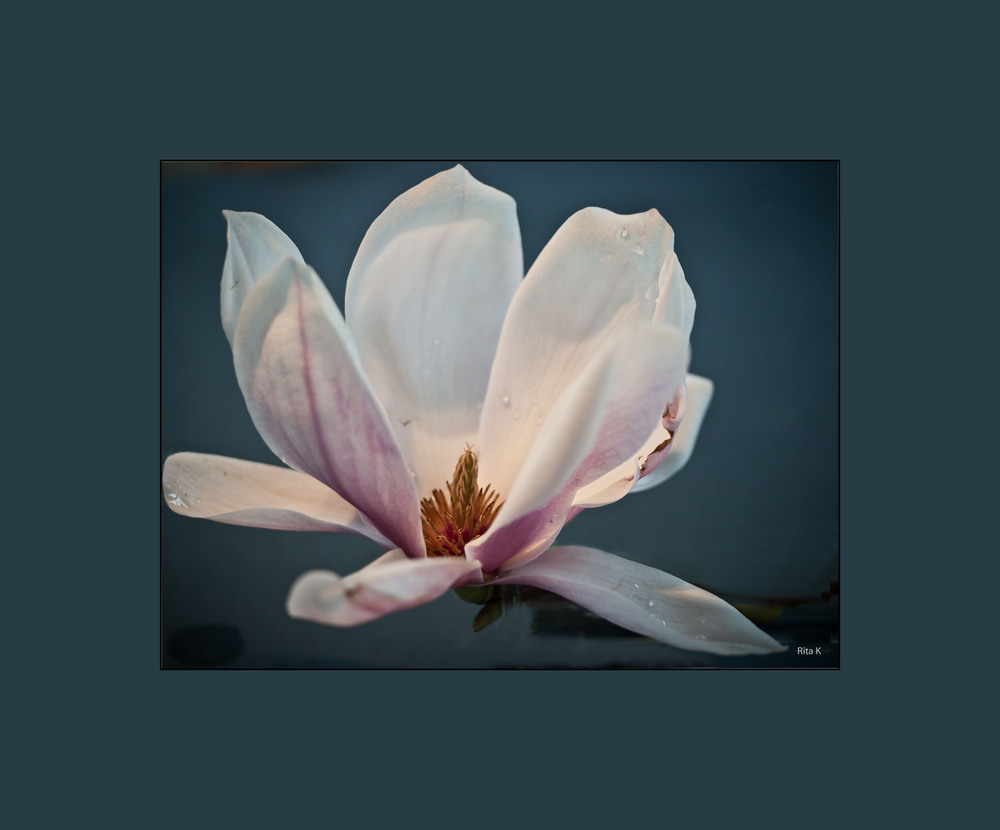 Magnolienblüte