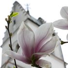 Magnolienblüte