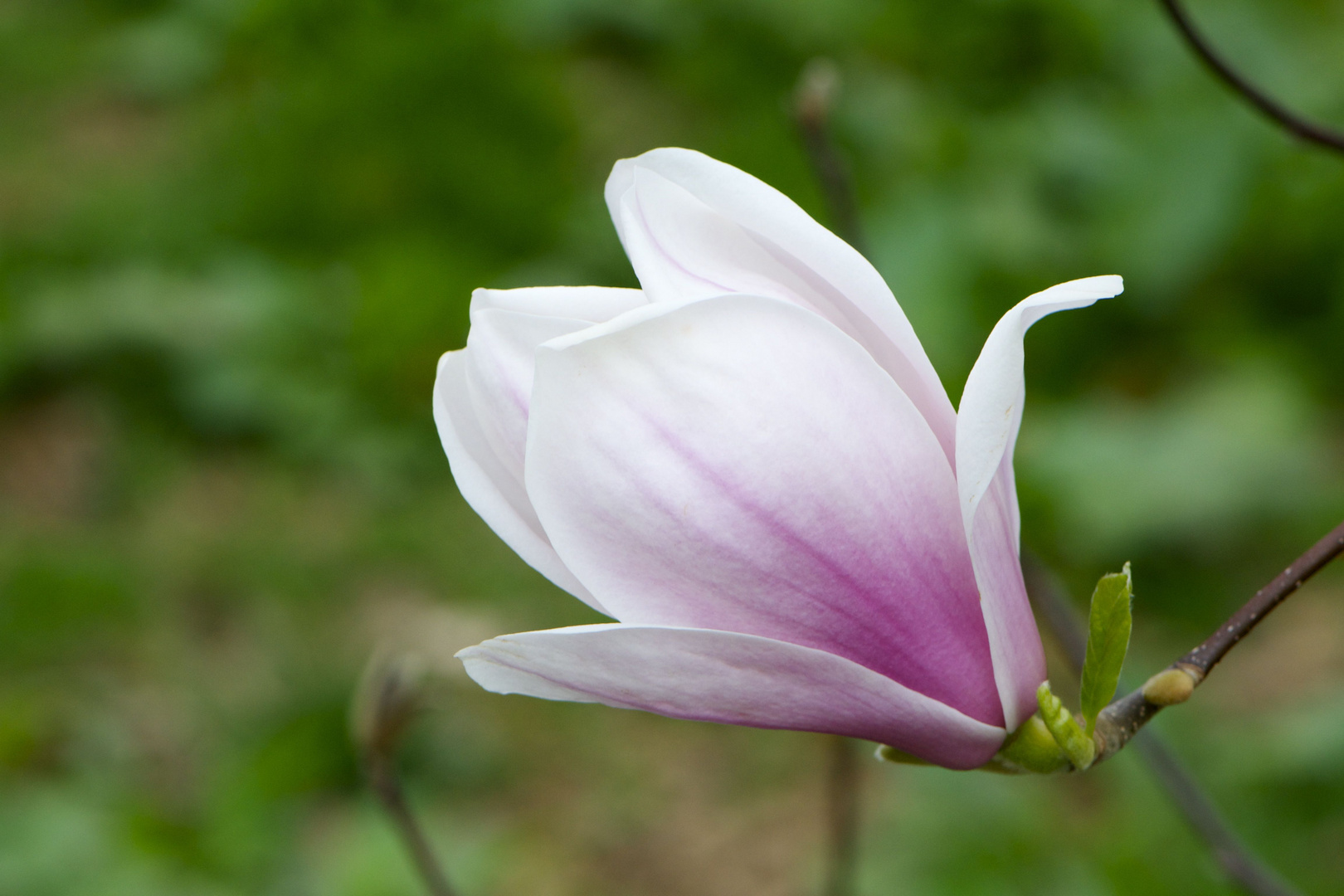 Magnolienblüte