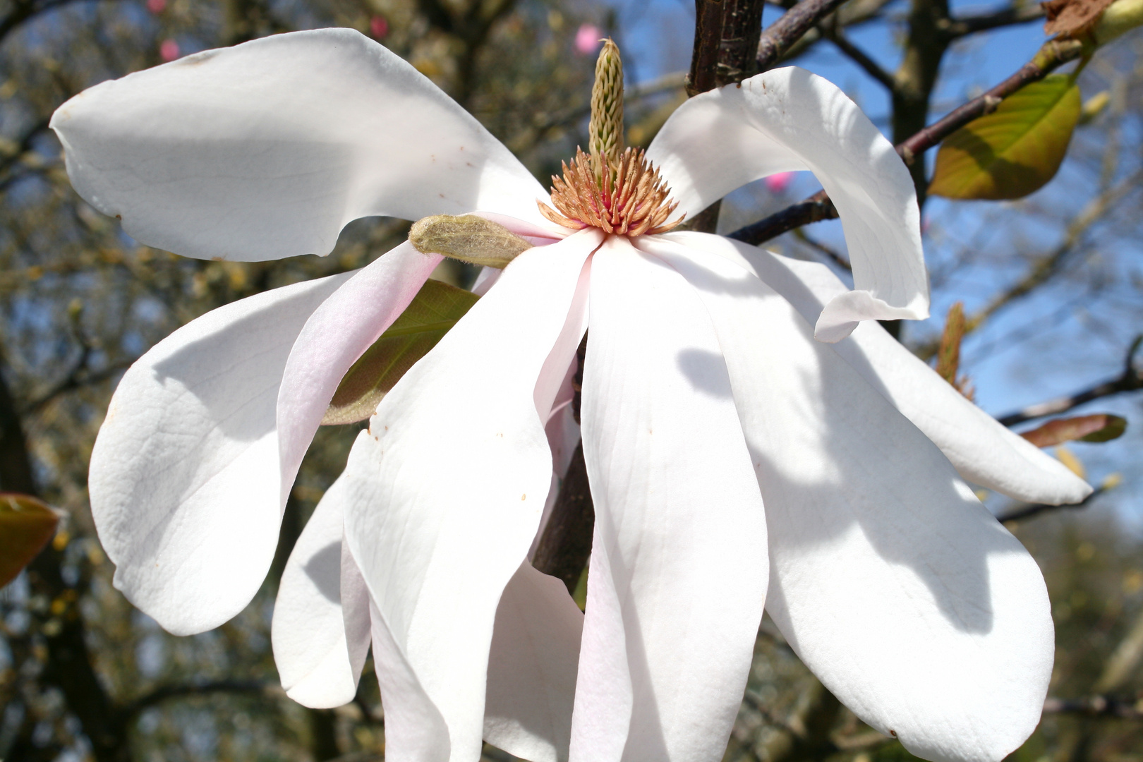 Magnolienblüte