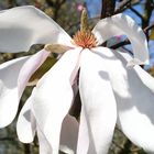 Magnolienblüte