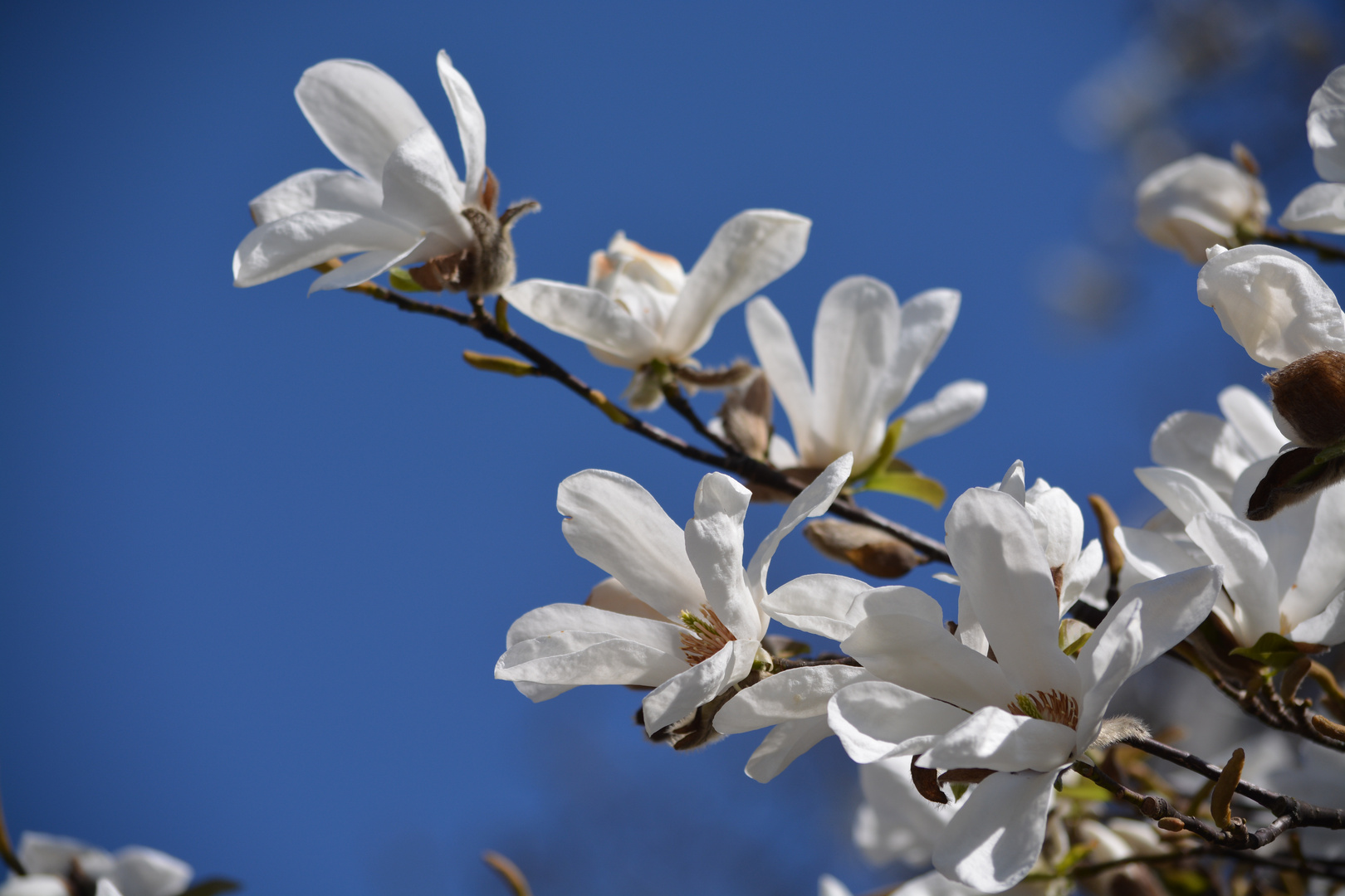 Magnolienblüte 