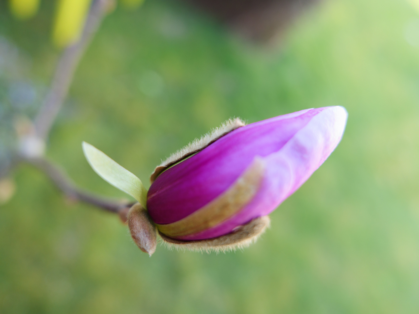 Magnolienblüte