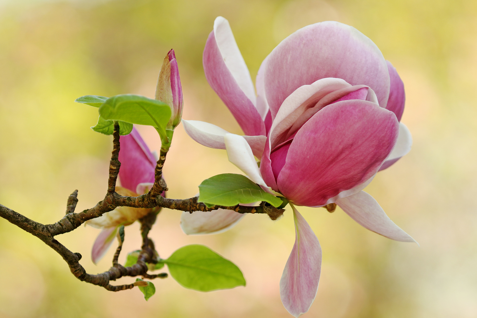 Magnolienblüte