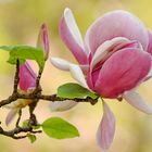 Magnolienblüte