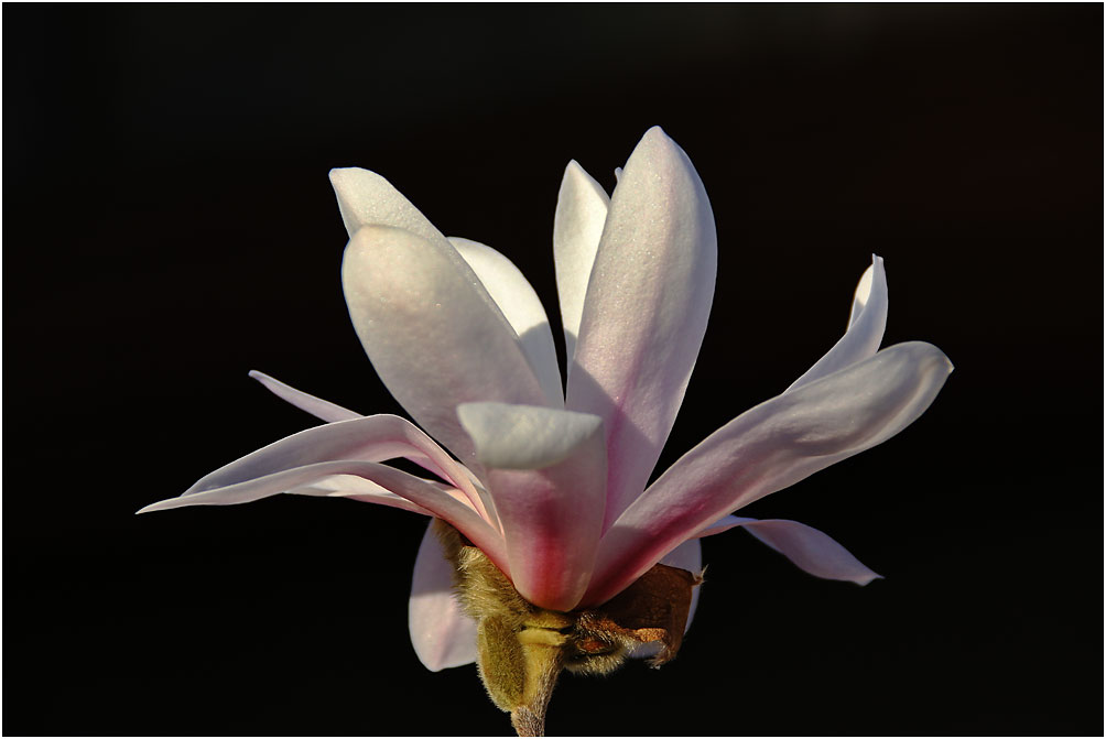 Magnolienblüte