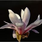 Magnolienblüte