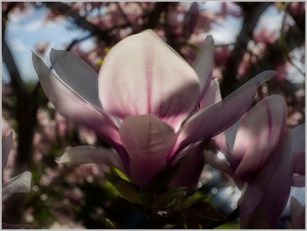 Magnolienblüte