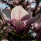 Magnolienblüte