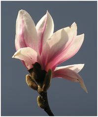 Magnolienblüte