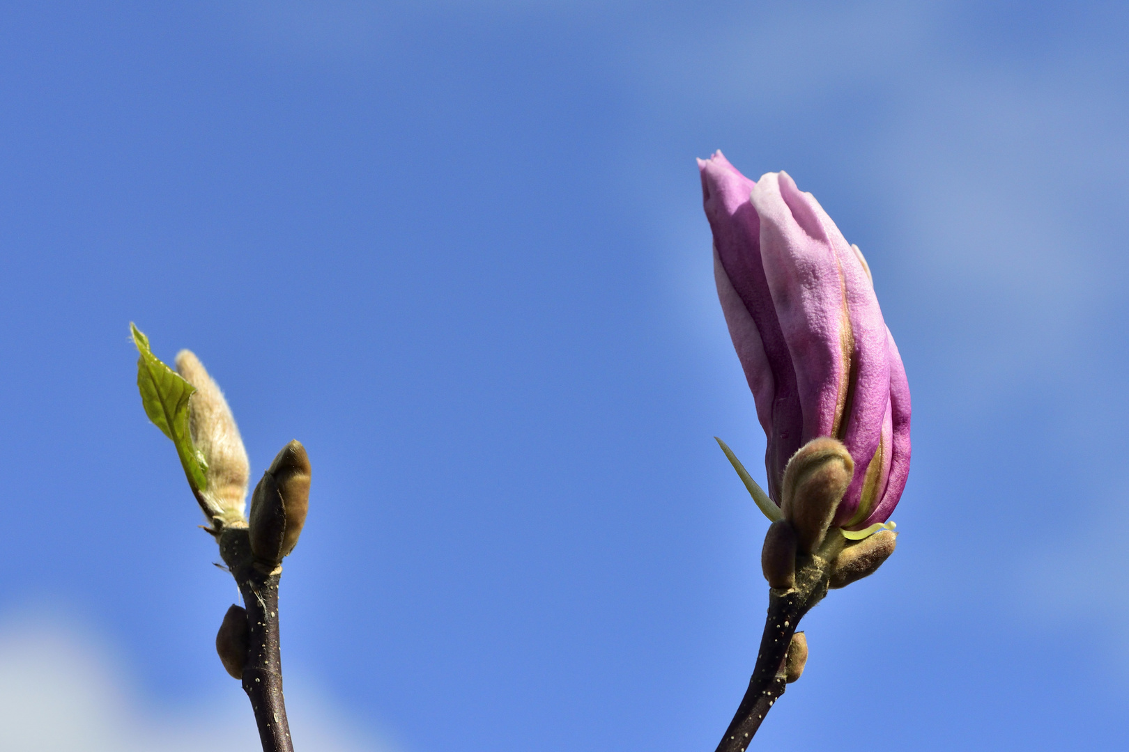 Magnolienblüte