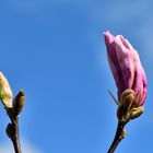 Magnolienblüte